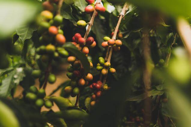 What is Fairtrade Coffee?